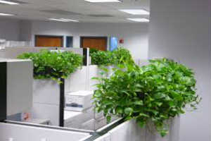 mulberry-lane1