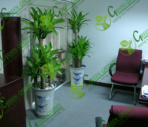 cay-thiet-moc-lan-2(1)