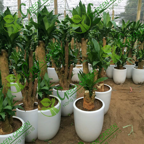 cay-thiet-moc-lan-goc