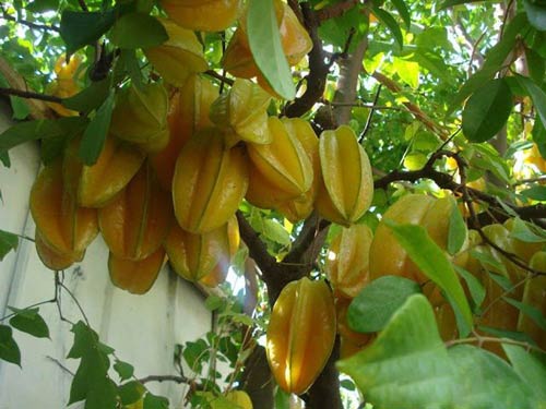kinh-nghiem-trong-cay-khe-cho-cay-ra-qua-dung-mua-vu