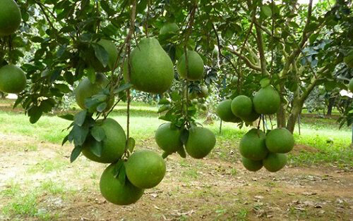ky-thuat-trong-cay-buoi-da-xanh-cho-cay-nhanh-ra-qua