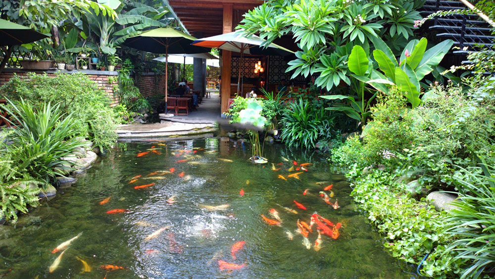 thi-cong-ho-ca-koi