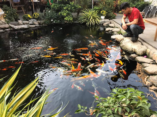thi-cong-ho-ca-koi