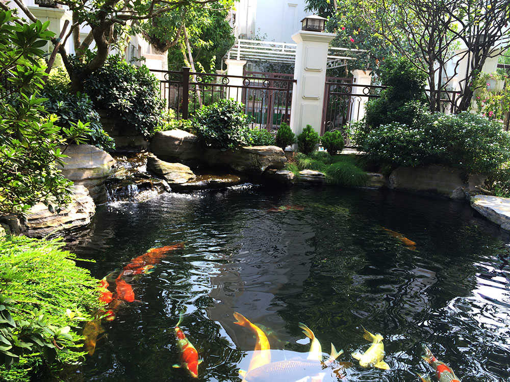 thi-cong-ho-ca-koi