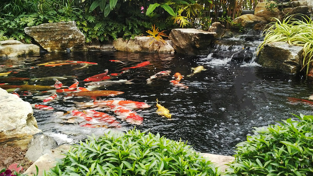 thi-cong-ho-ca-koi