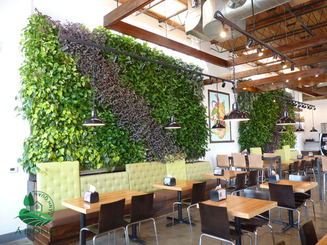 vuon-tuong-quan-cafe